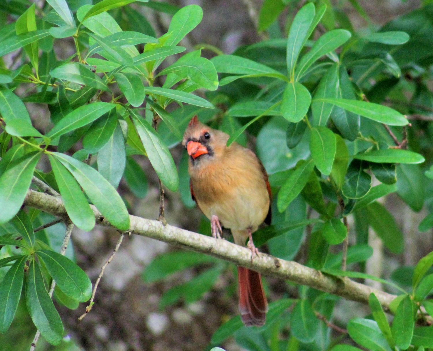 Female Cardinal