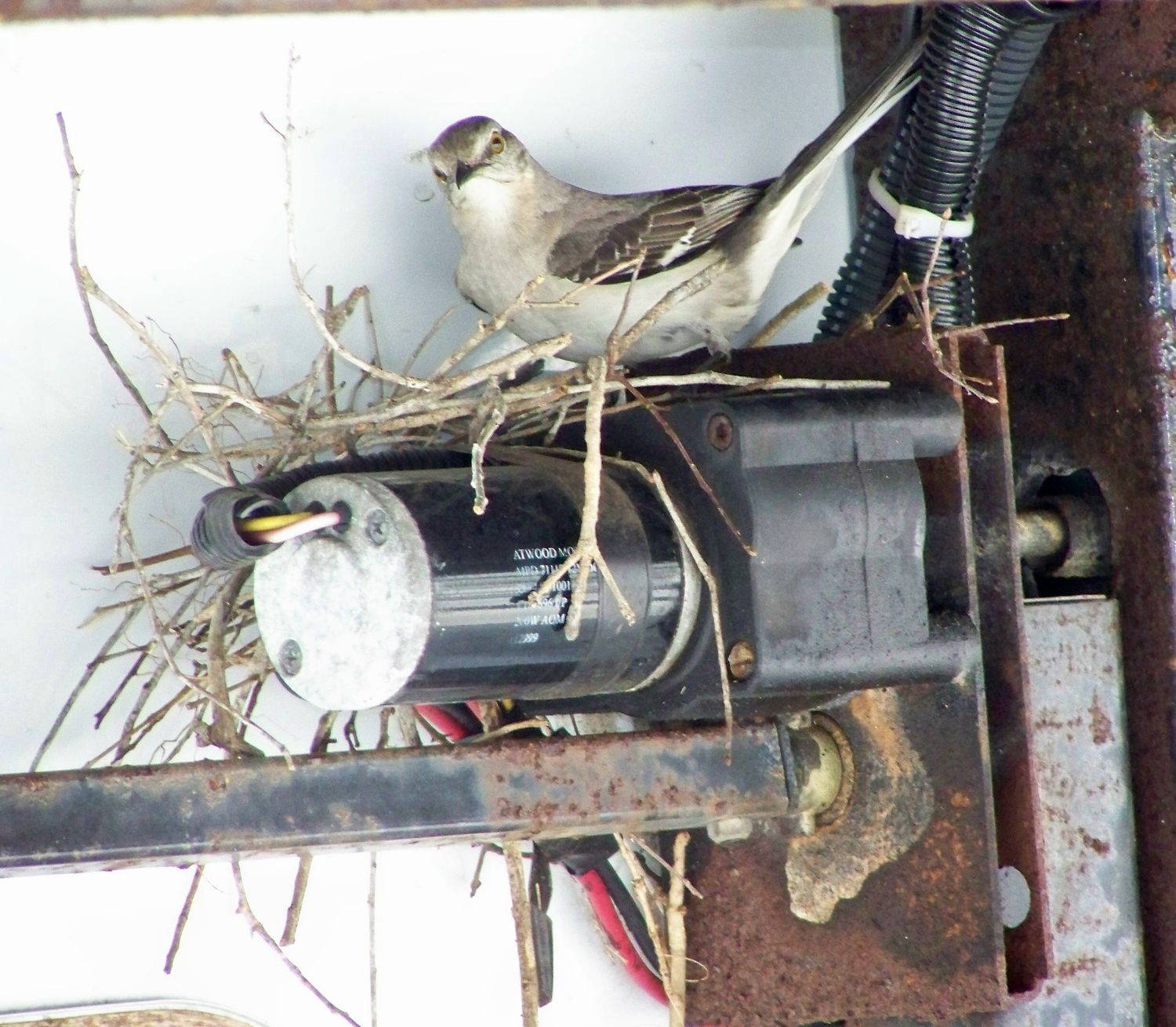 Mama Mockingbird on her nest