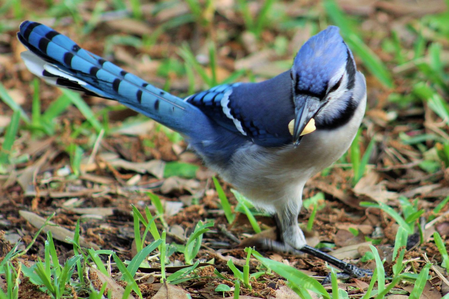 Bluejay