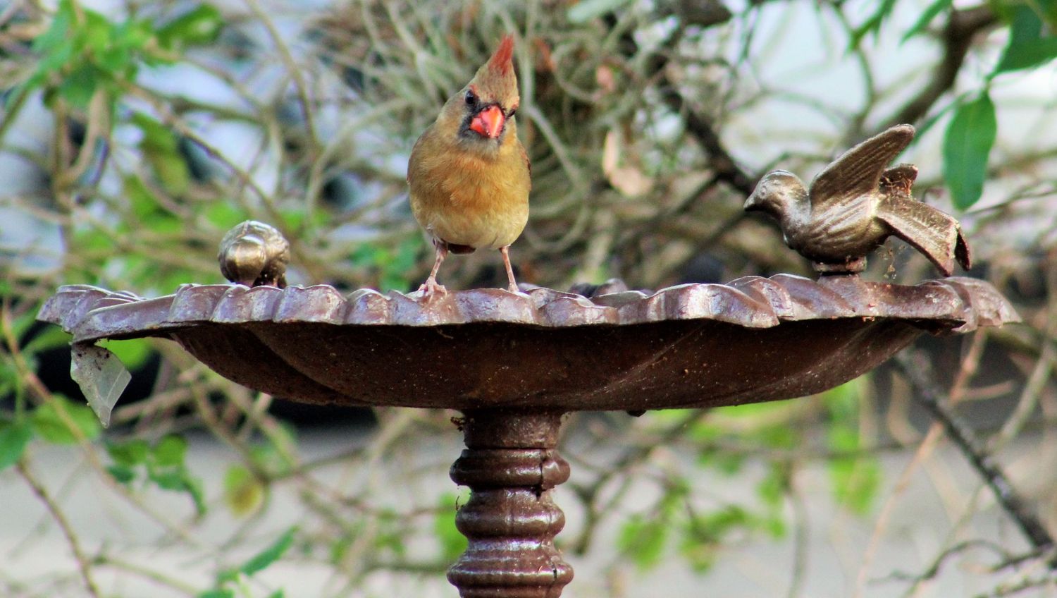 Female Cardinal