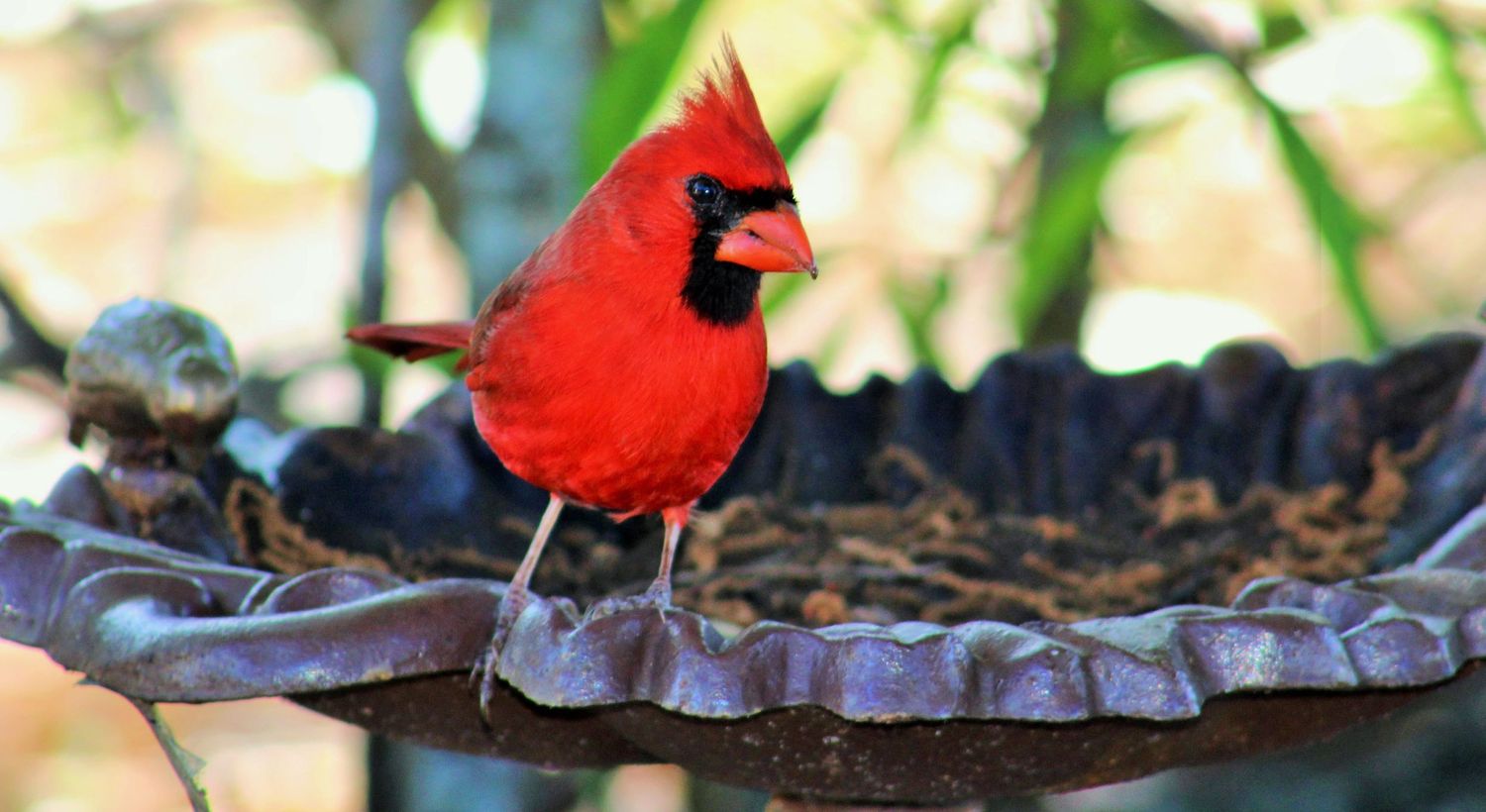 Male Cardinal