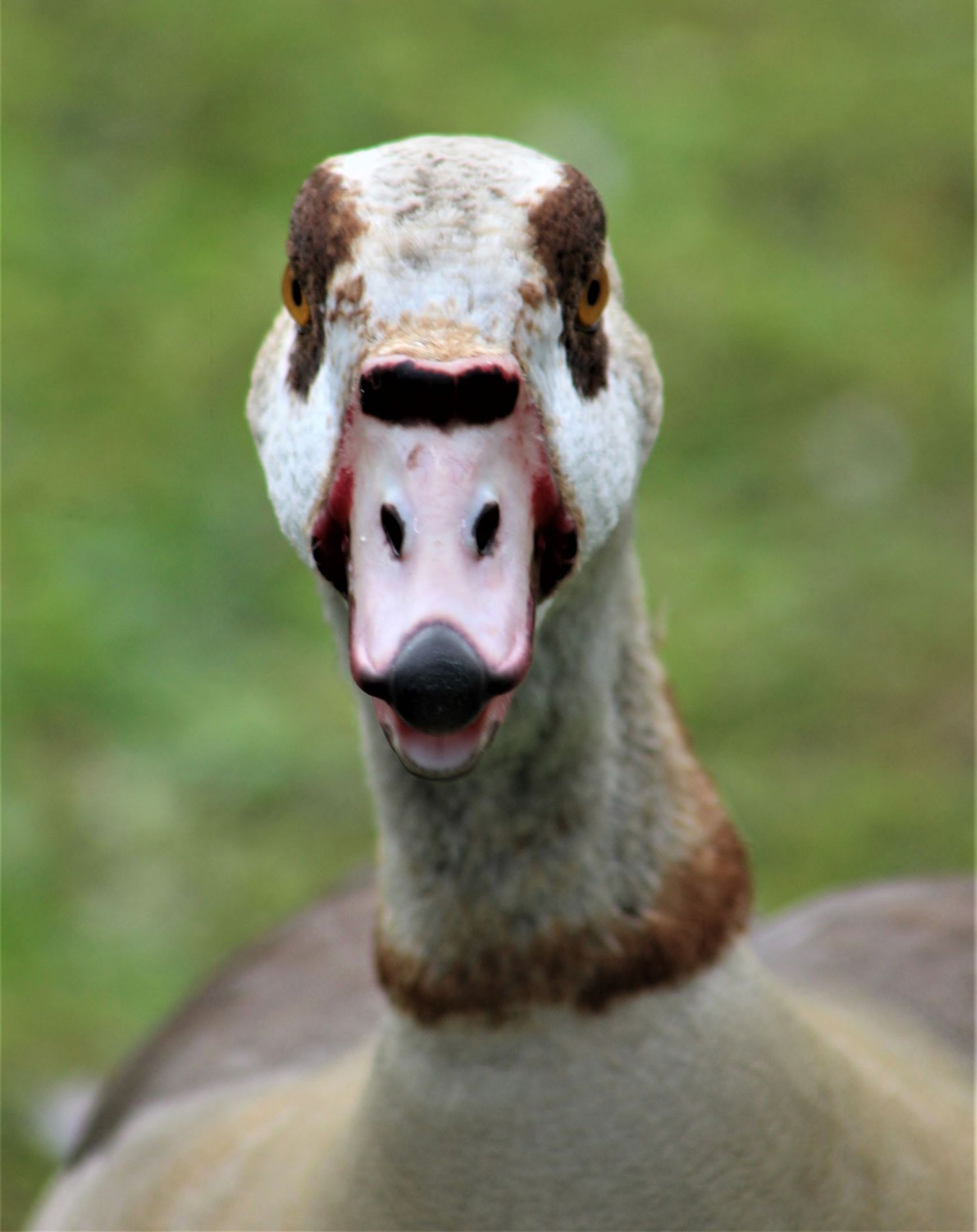 Egyptian Goose