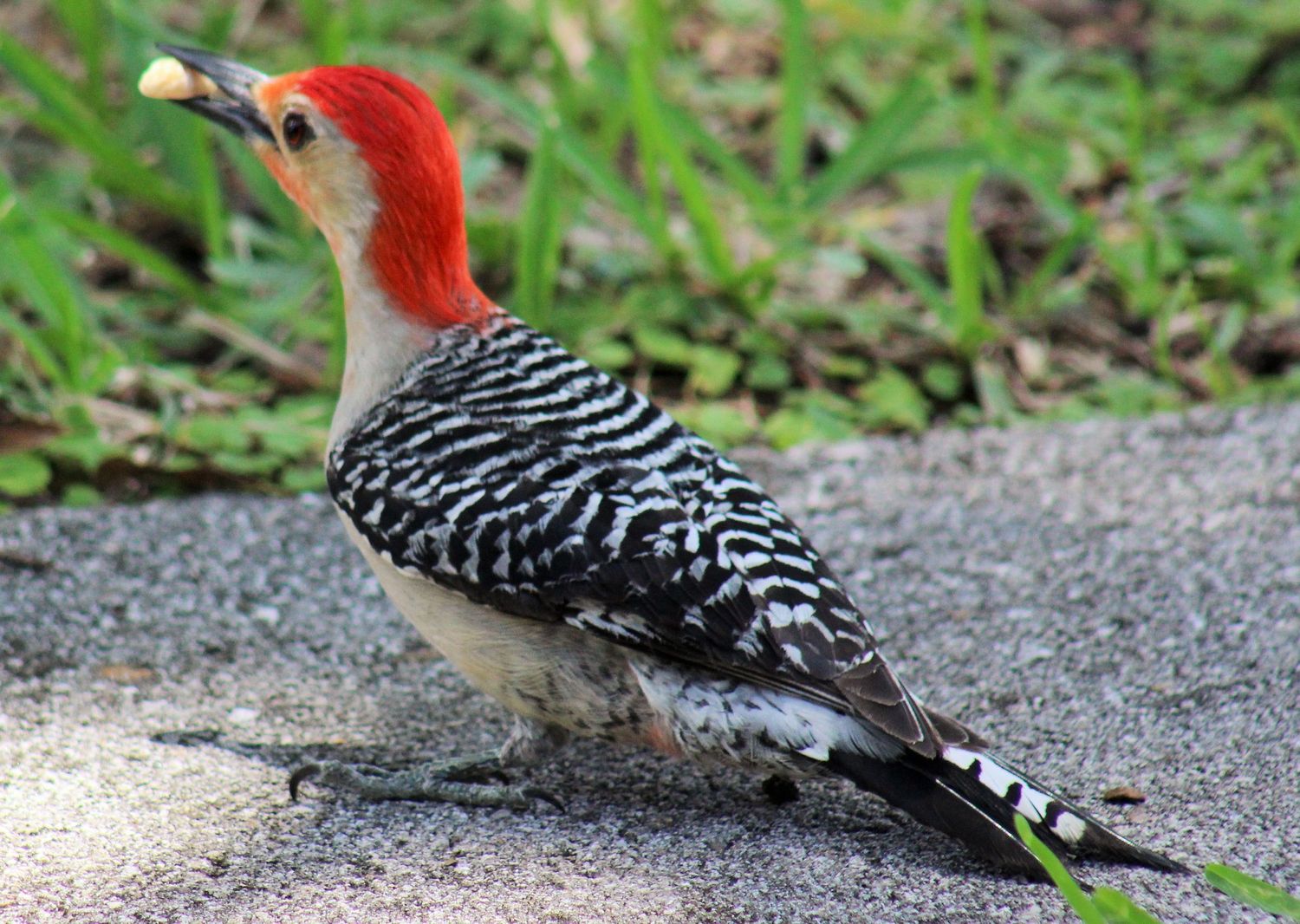 Woodpecker