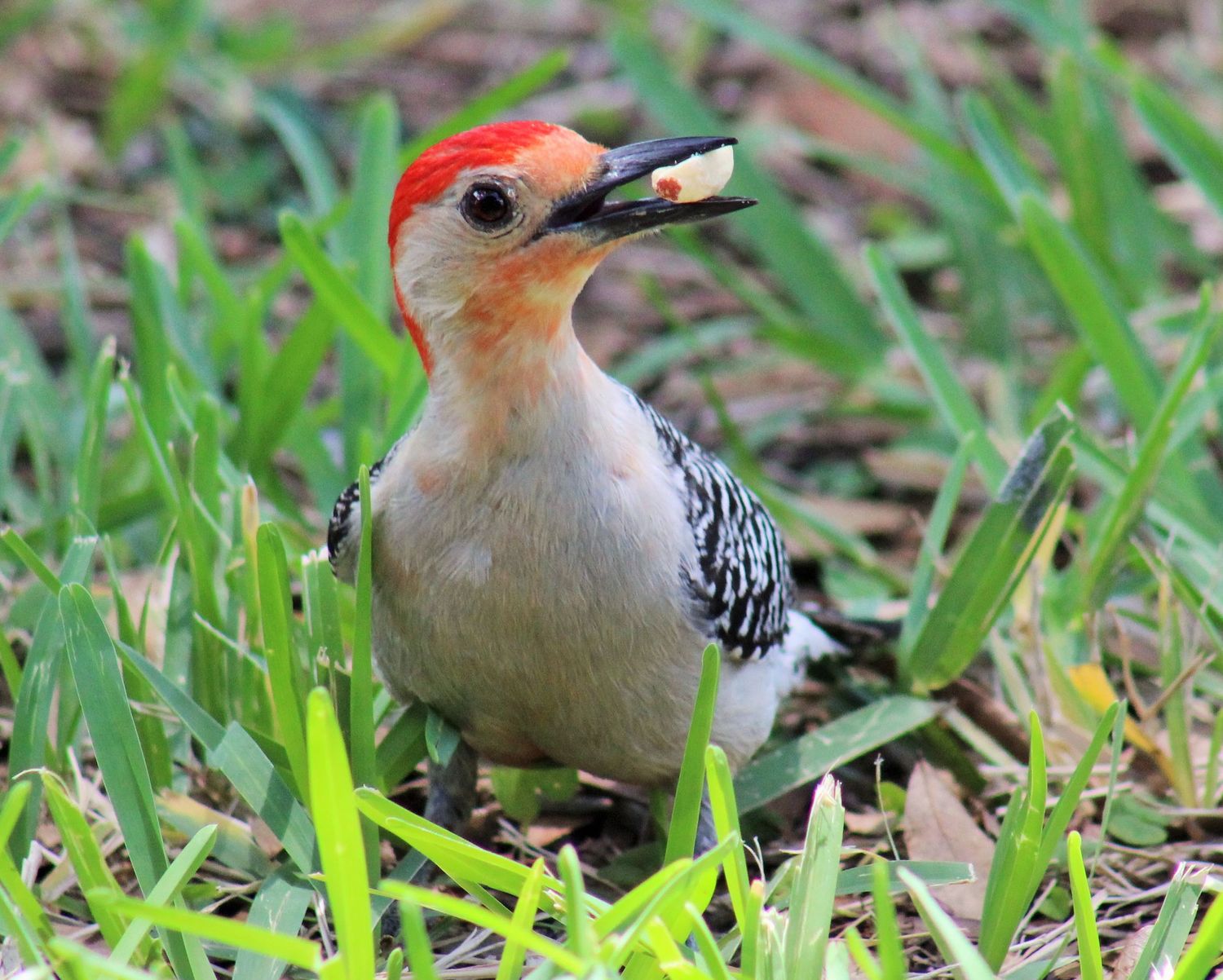 Woodpecker