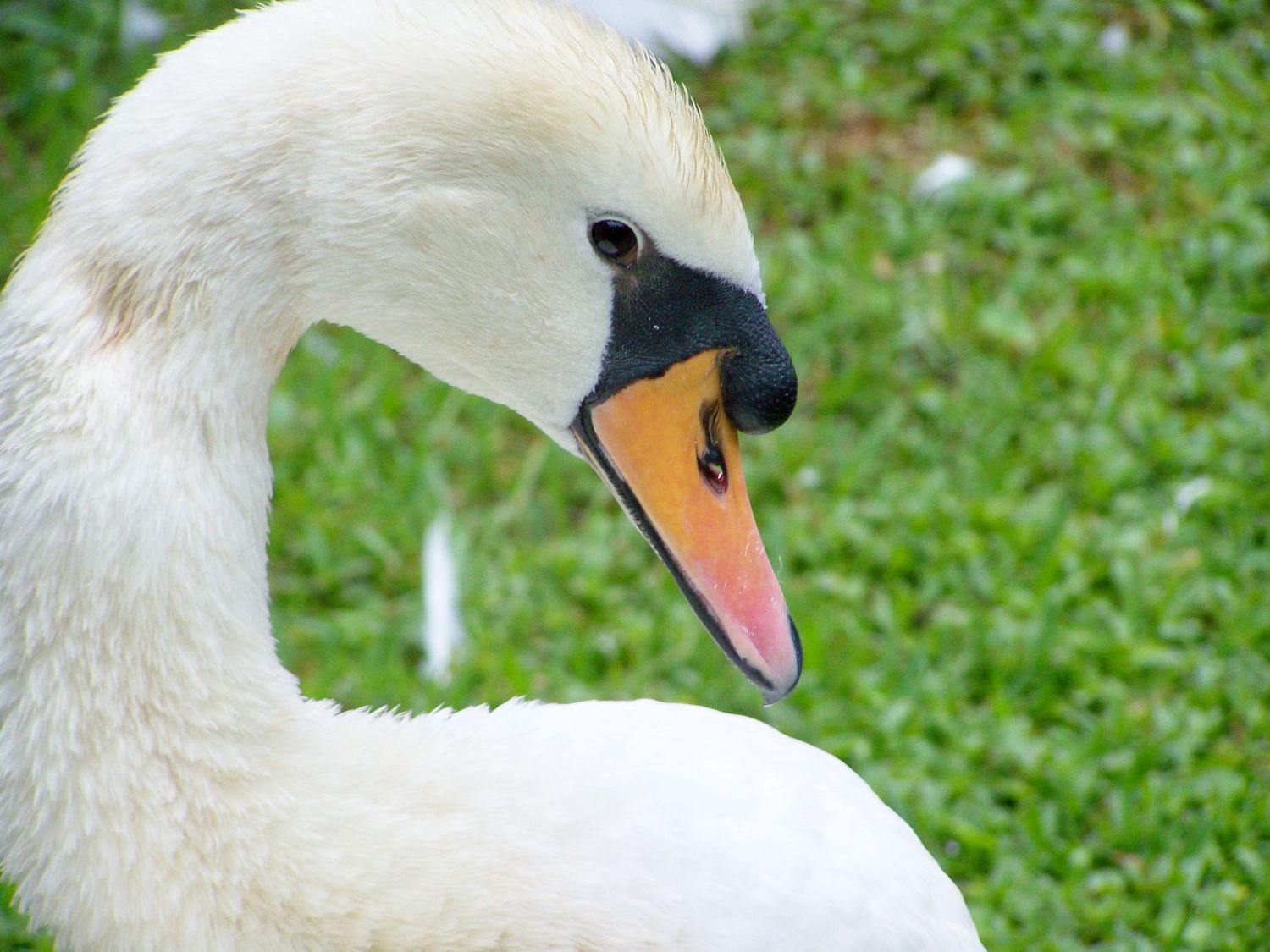 Swan