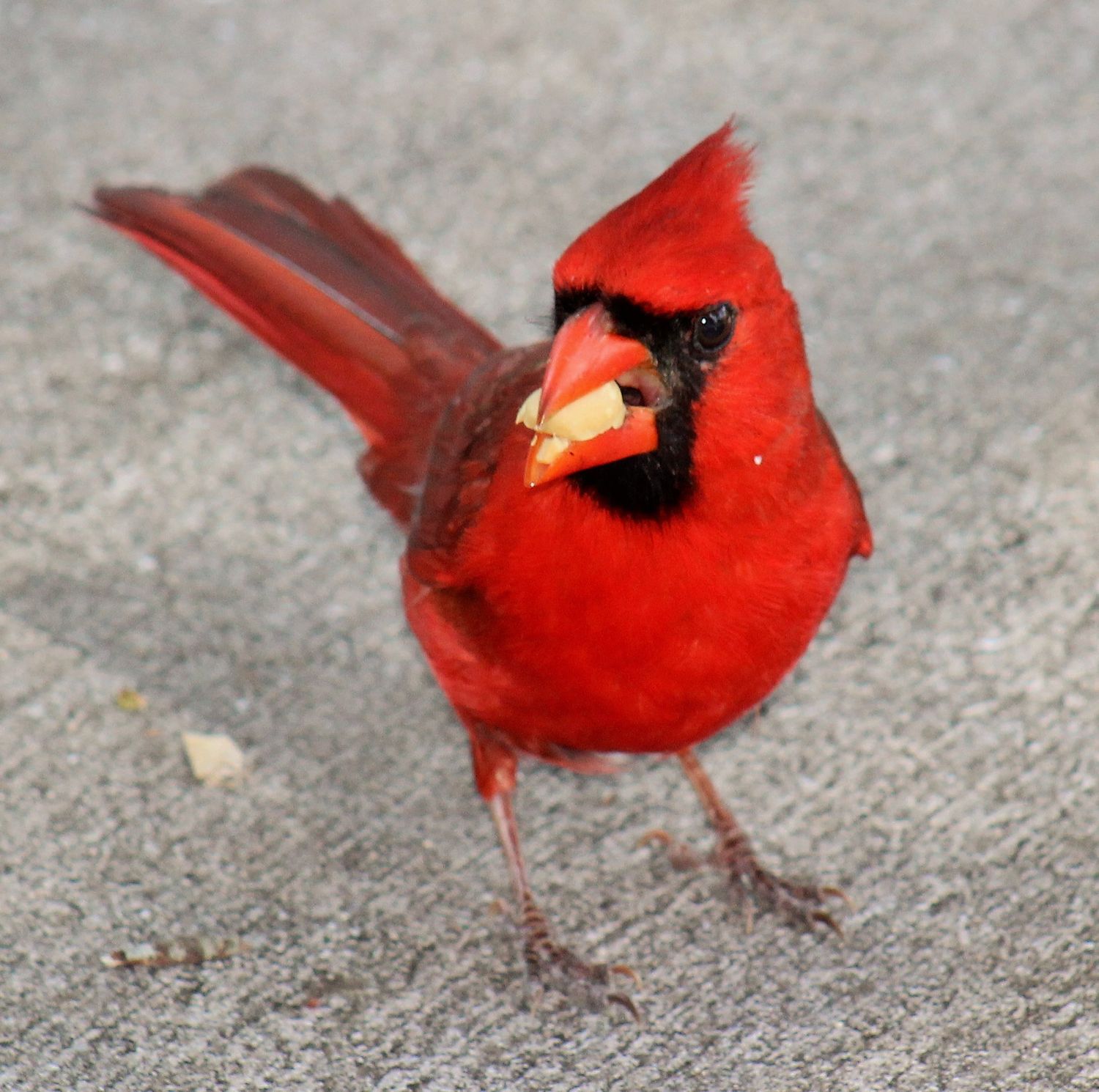 Male Cardinal
