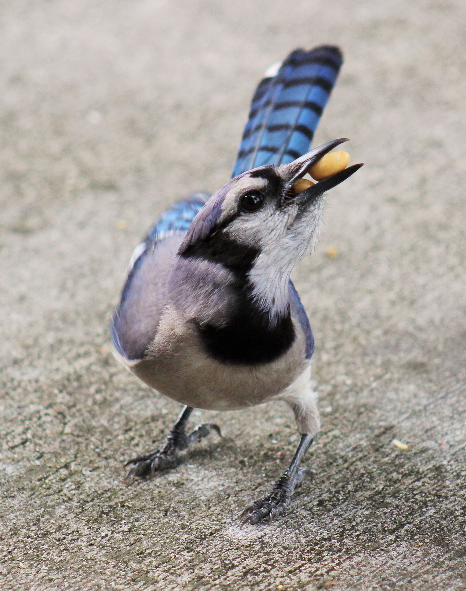 Double Dipping Bluejay