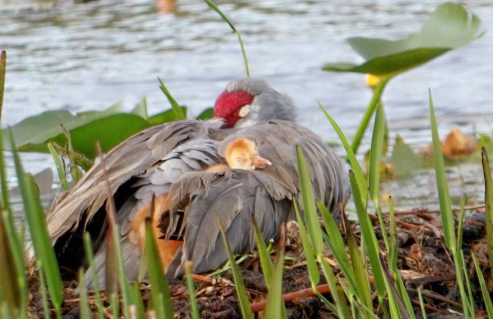Mother Sandhill Crane protecting her babies