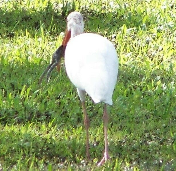 Ibis with frog leg lunch