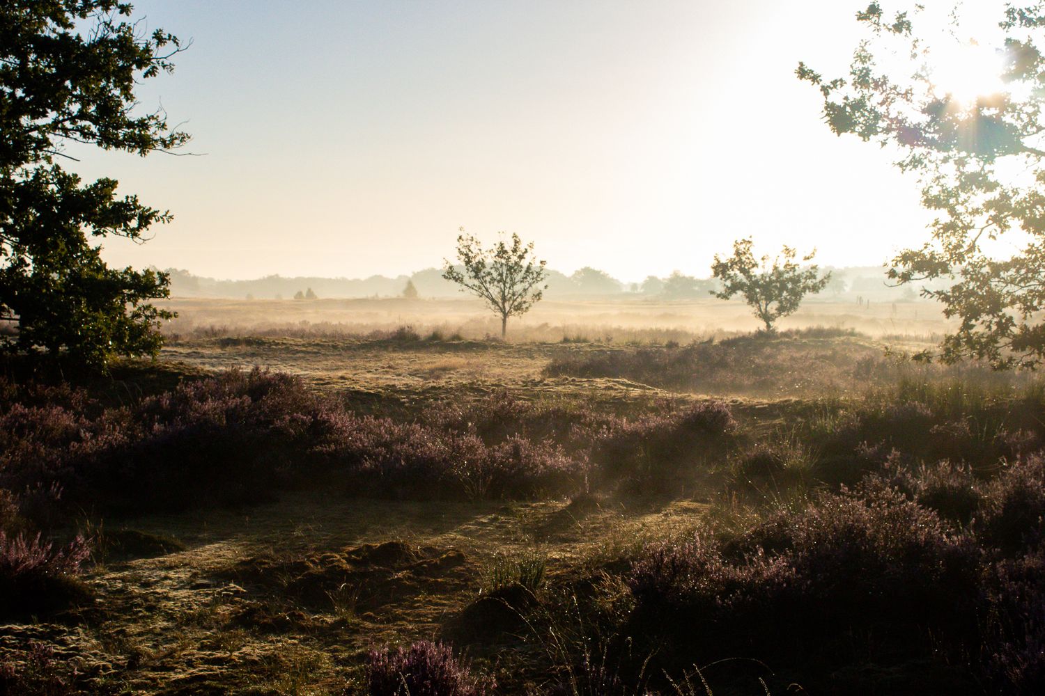 Kyra Trouw Fotografie | Puur, verhalend & liefdevol | Vrij werk | Natuur & wildlife fotografie | Kyra Trouw fotograaf