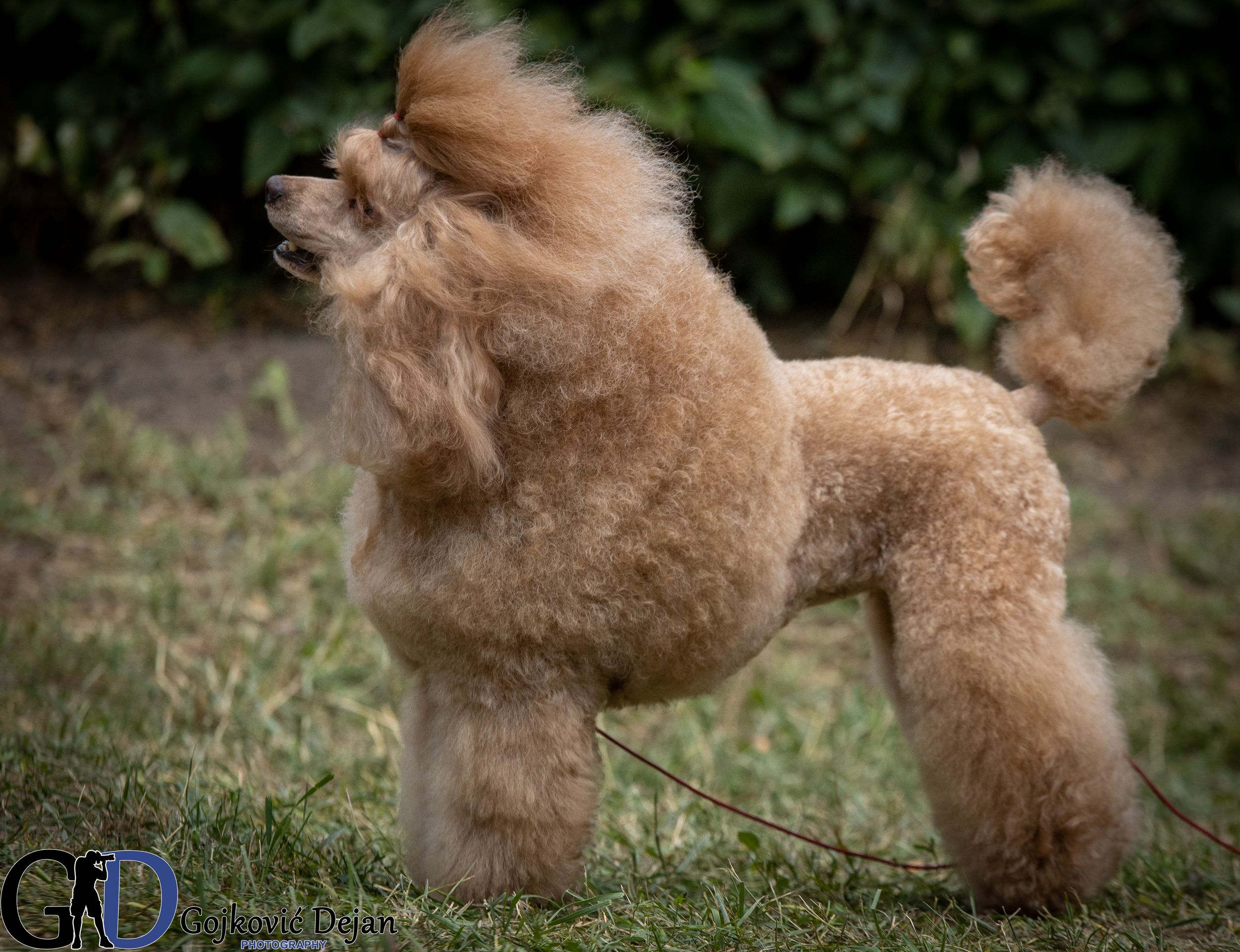 cinnamon poodle