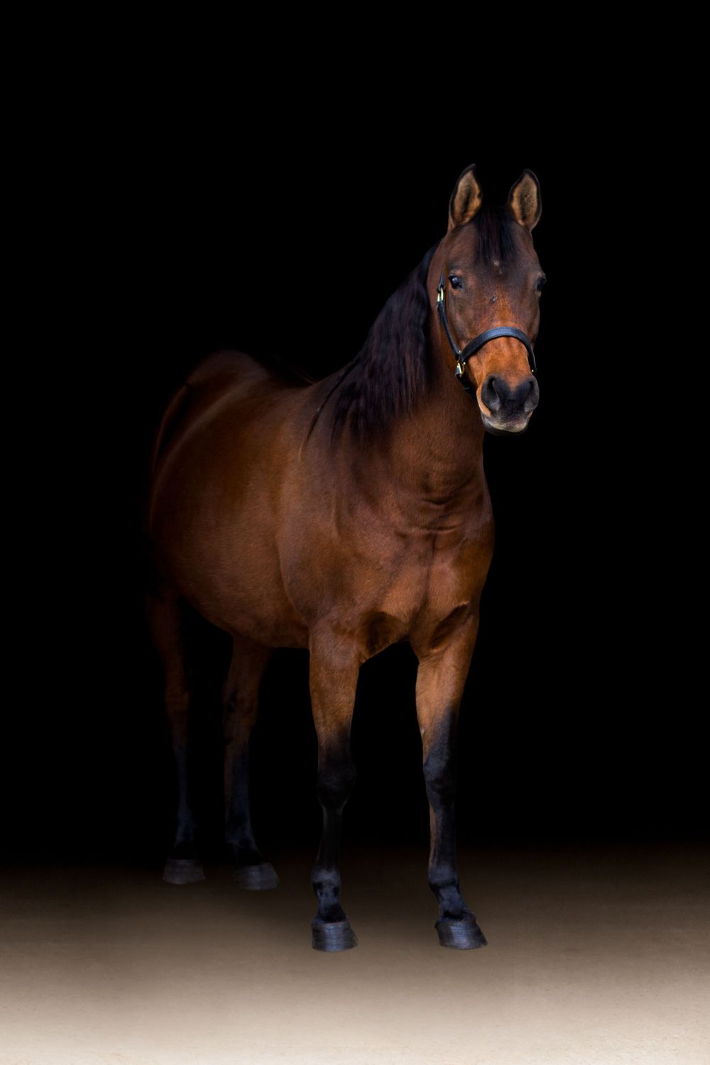 Arabian