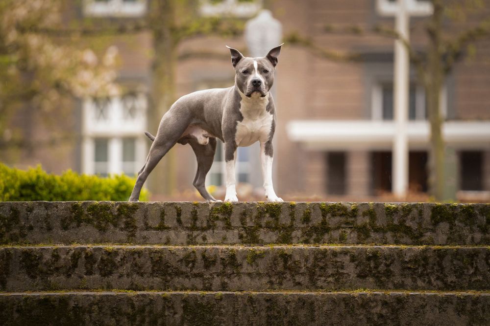 Fotoshoot hond - Hondenportret - Ravenstein