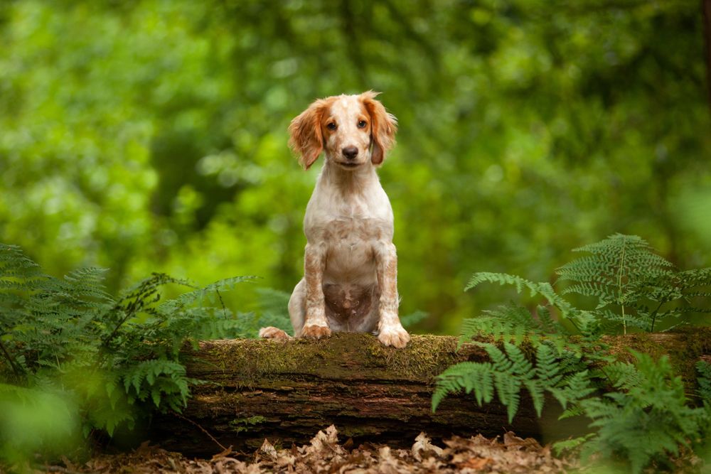 Fotoshoot hond - Working Cocker Spaniel puppy- Hondenportret in het bos - Schaijk Noord Brabant