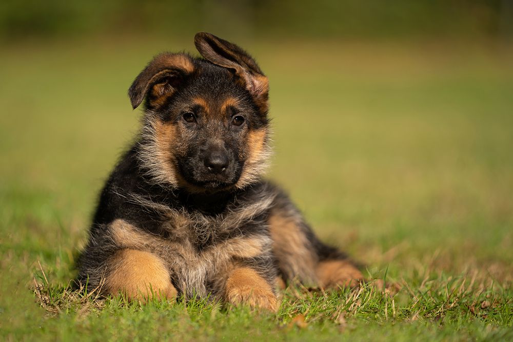 Foto Duitse Herderpup - puppyfotograaf - hondenfotograaf
