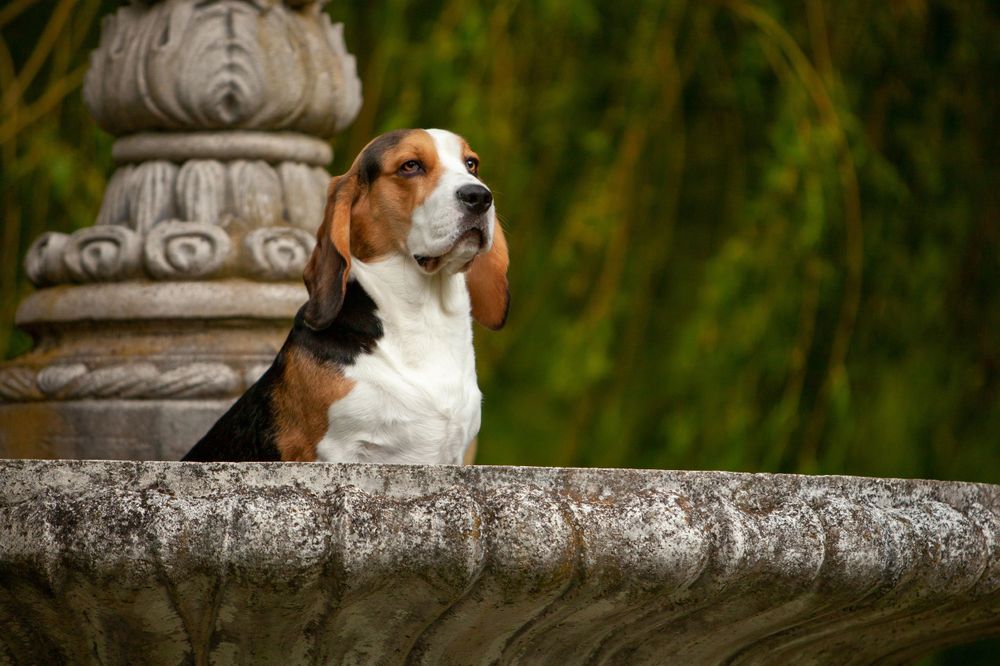 Portretfoto Beagle hond - Heeswijk Dinther Noord Brabant