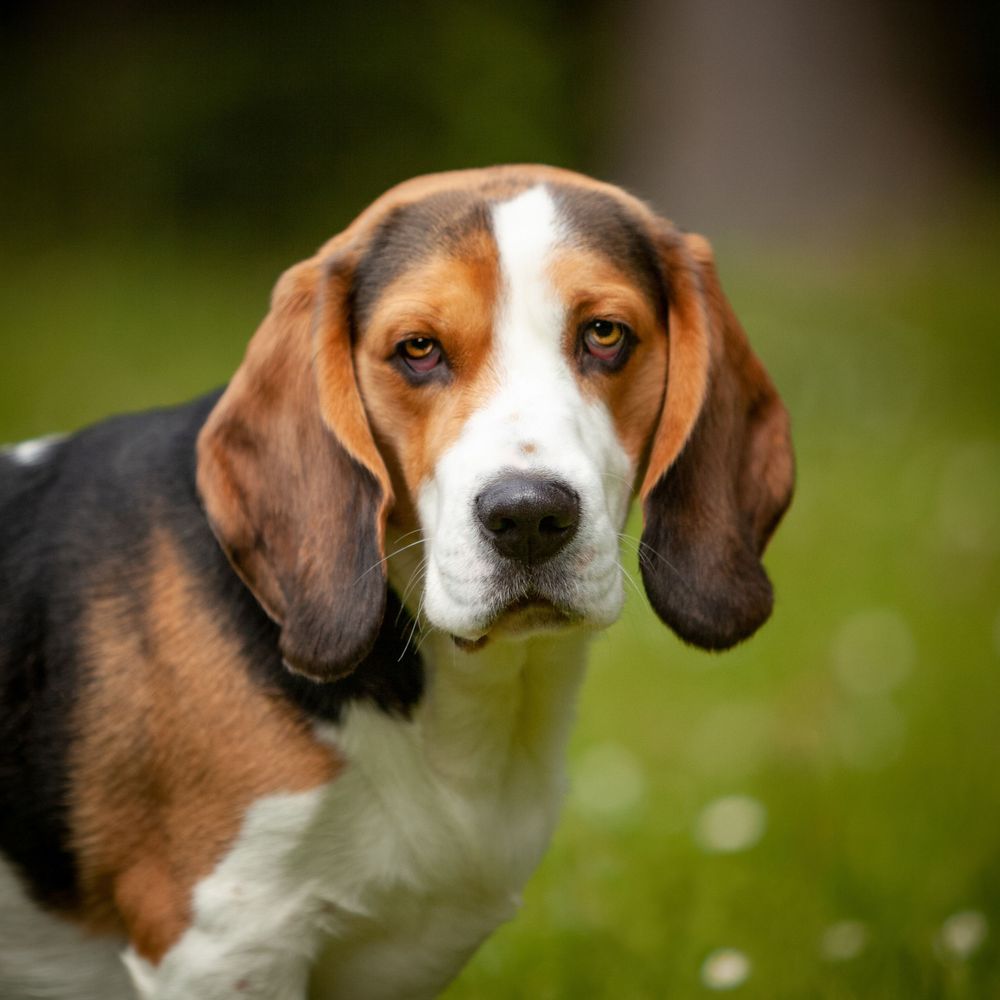 Portretfoto Beagle hond - Heeswijk Dinther Noord Brabant