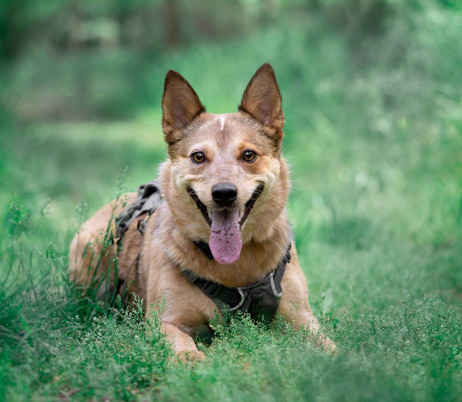 Red heeler portrait photographed in Weston, MO