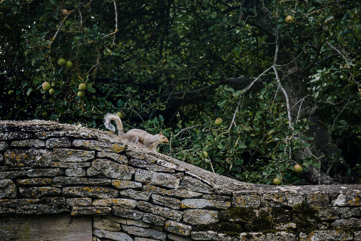 A small squirrel perches on an old stone wall surrounded by lush greenery.