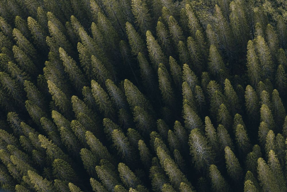 Aerial view of dense evergreen forest creating patterns of light and shadow.