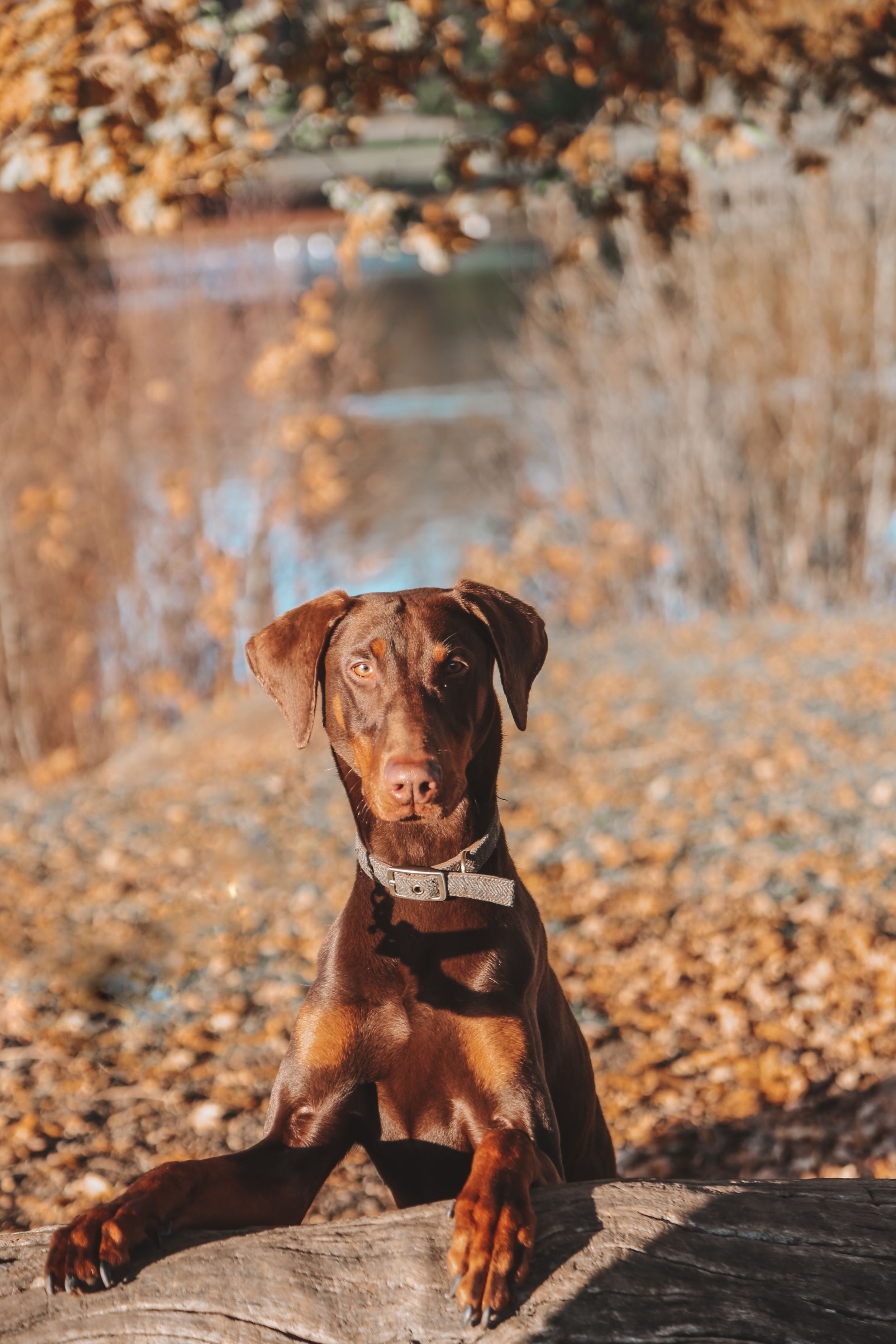 Embracing the grace of the Doberman: Outdoor photography featuring the regal presence, loyalty, and beauty of Doberman d