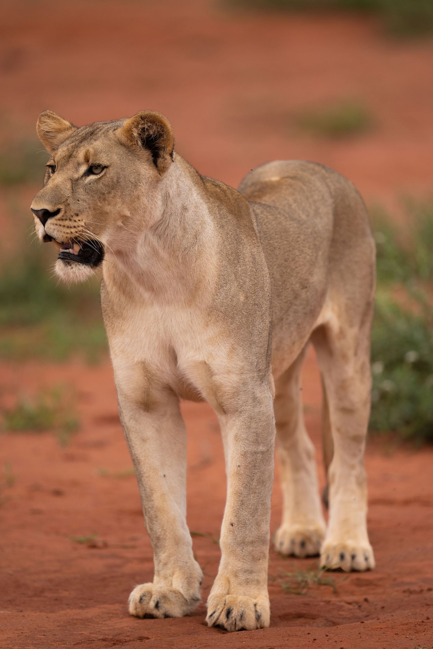 Female lion with muscular build stands alert on red dirt path in natural habitat.