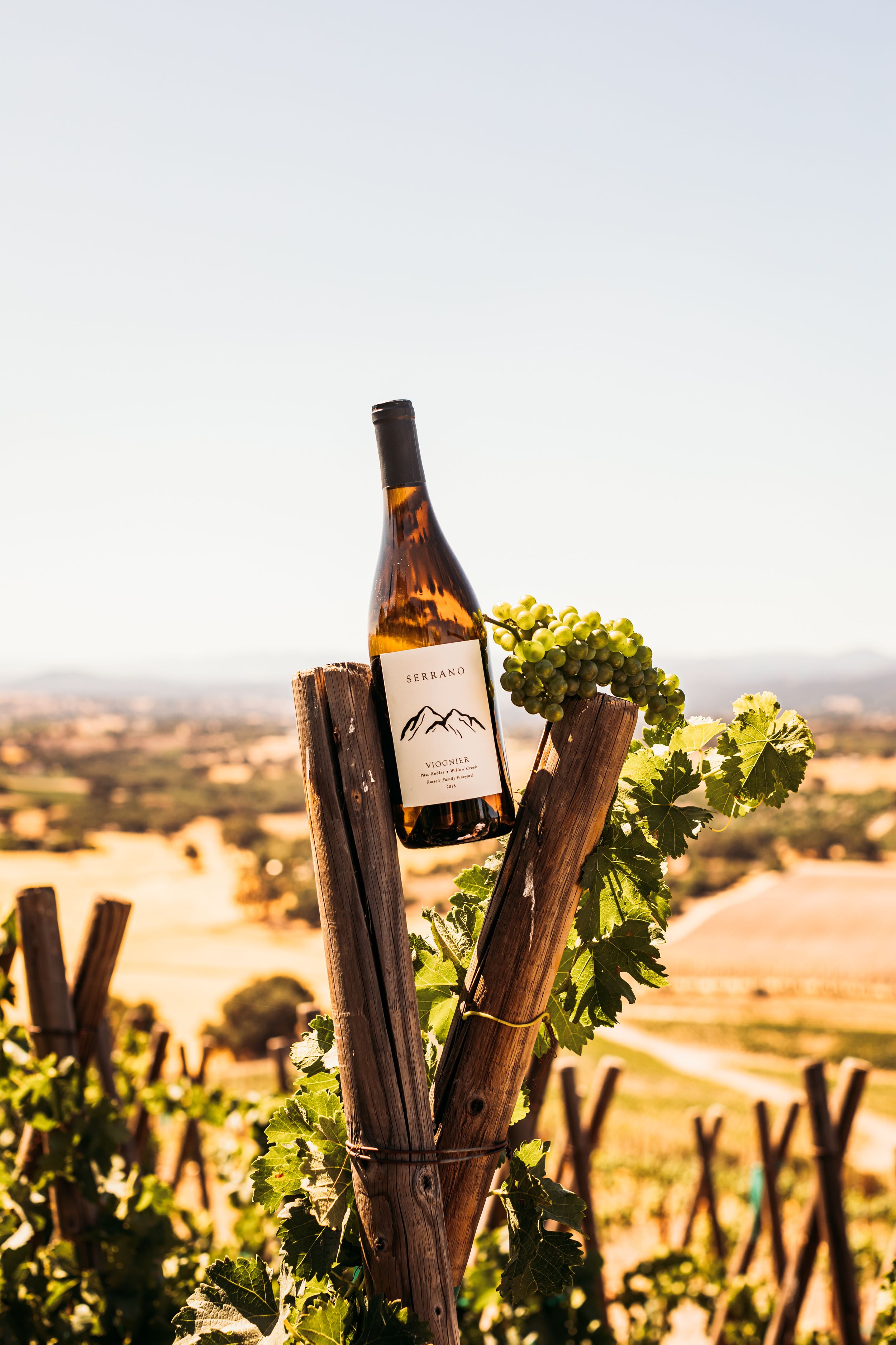 Serrano wine bottle displayed among vineyard posts with rolling hills in background.
