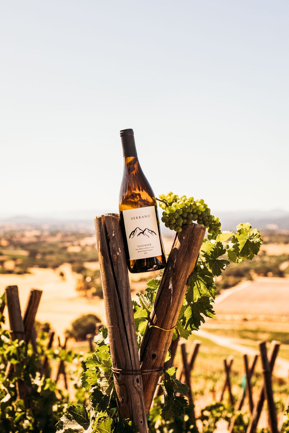 Serrano wine bottle displayed among vineyard posts with rolling hills in background.