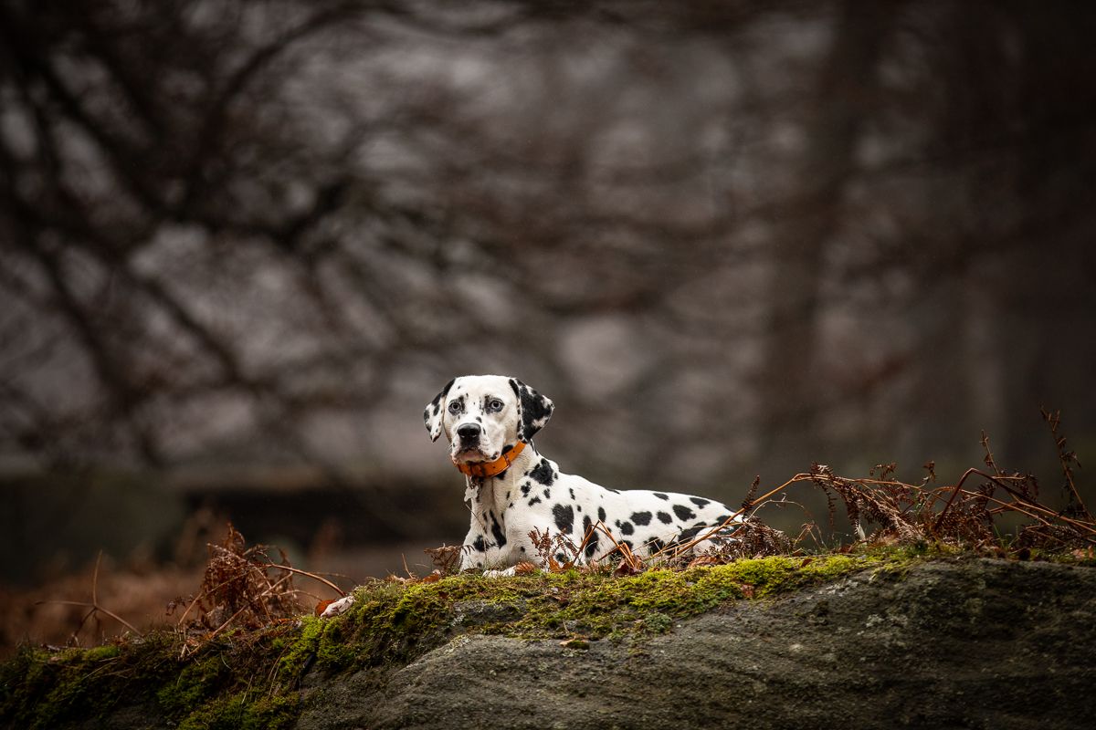 Dalmatian dog resting on mossy rock in moody forest setting.