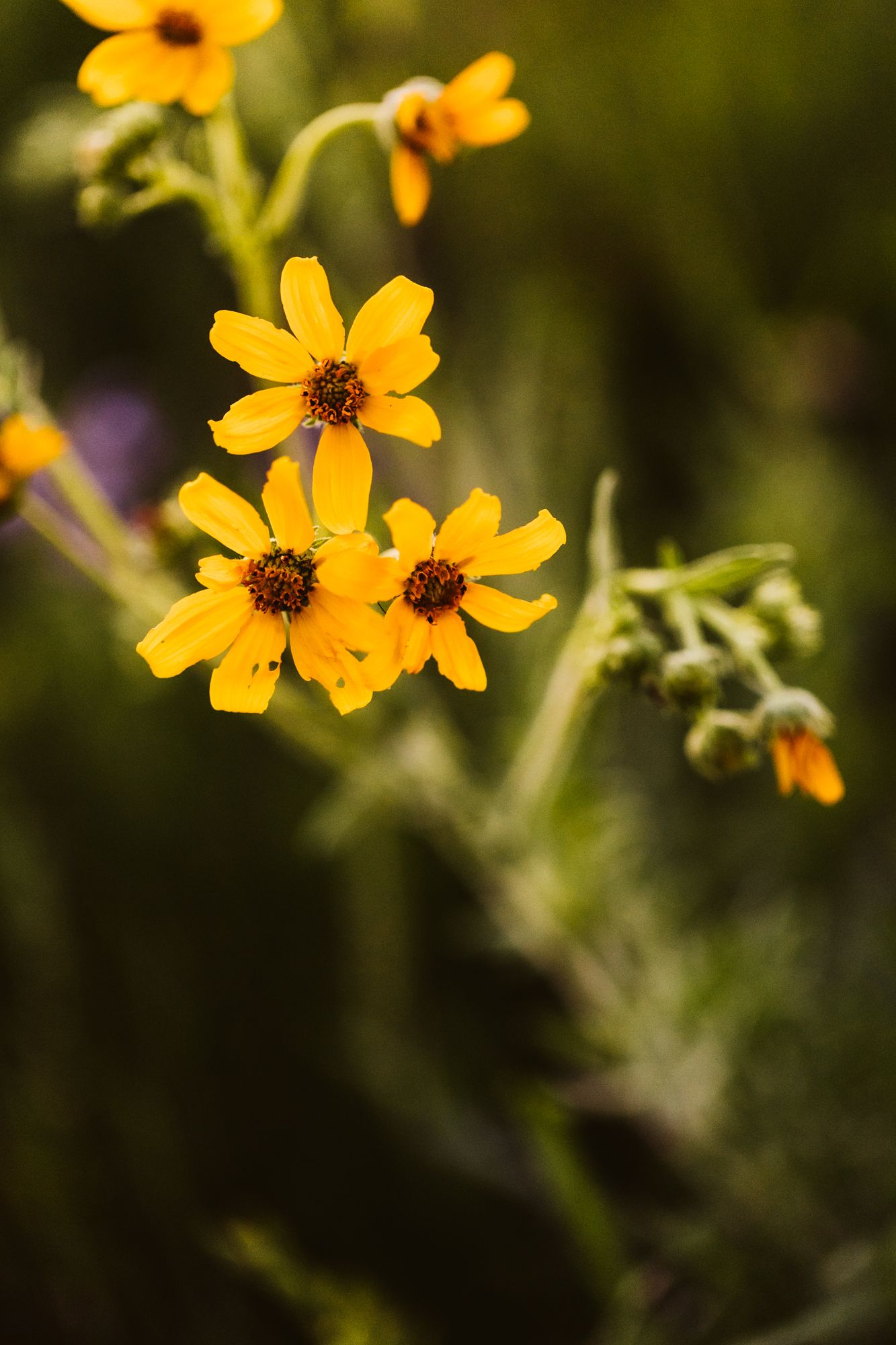 Yellow wildflowers with dark centers bloom against blurred natural background.