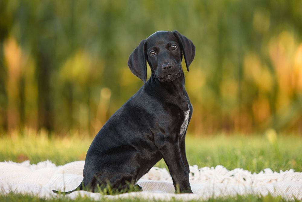 Black GSP puppy sitting in grass with blurred natural background.