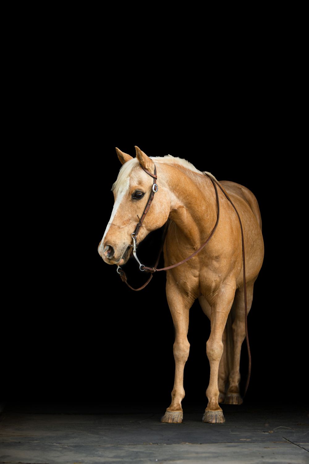 Palomino horse standing against black background in studio lighting.