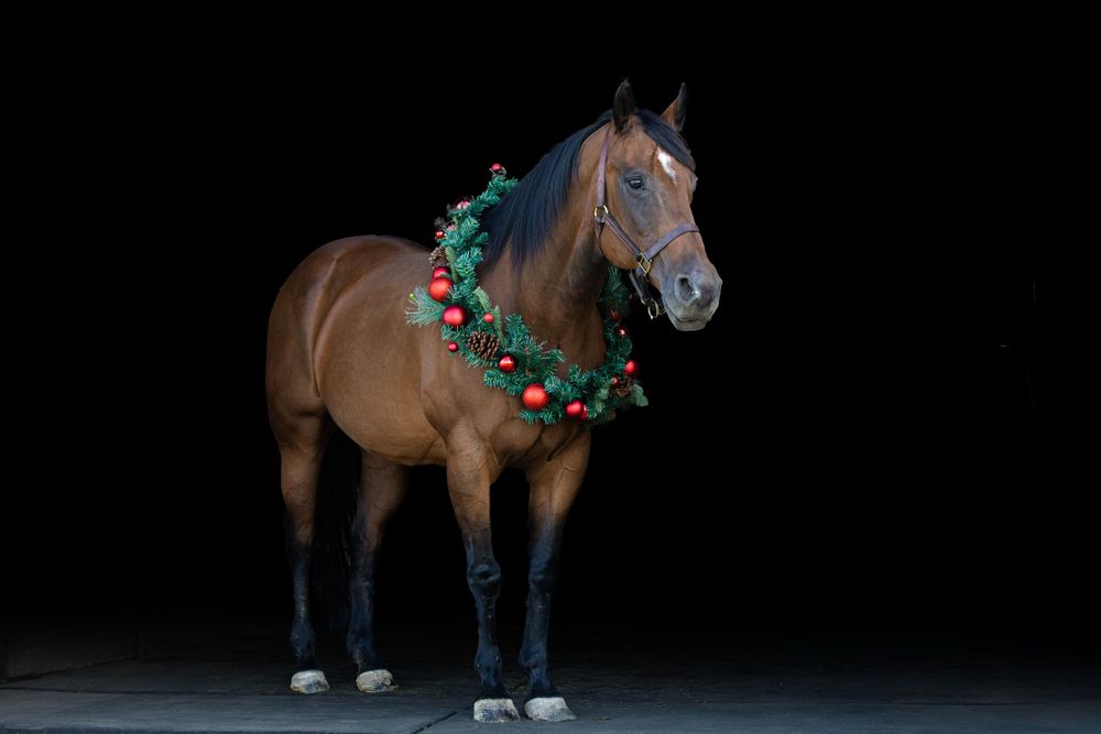 Brown horse wearing festive green holiday wreath around neck against black background.