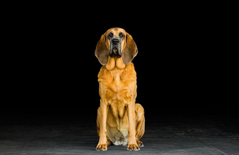 Red bloodhound dog sitting at attention against black background.