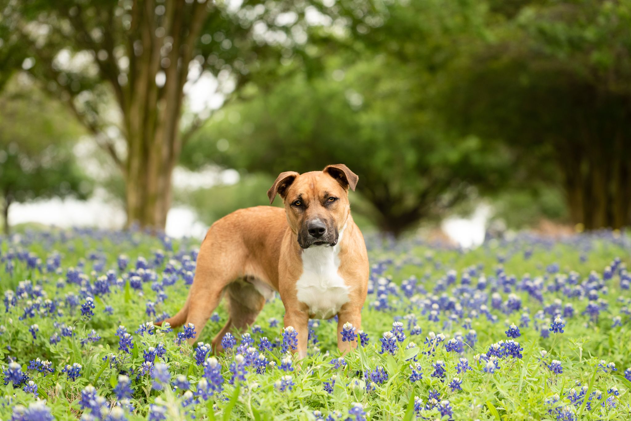A tan mixed breed dog stands alertly in a field of blooming bluebonnets with trees in the background.