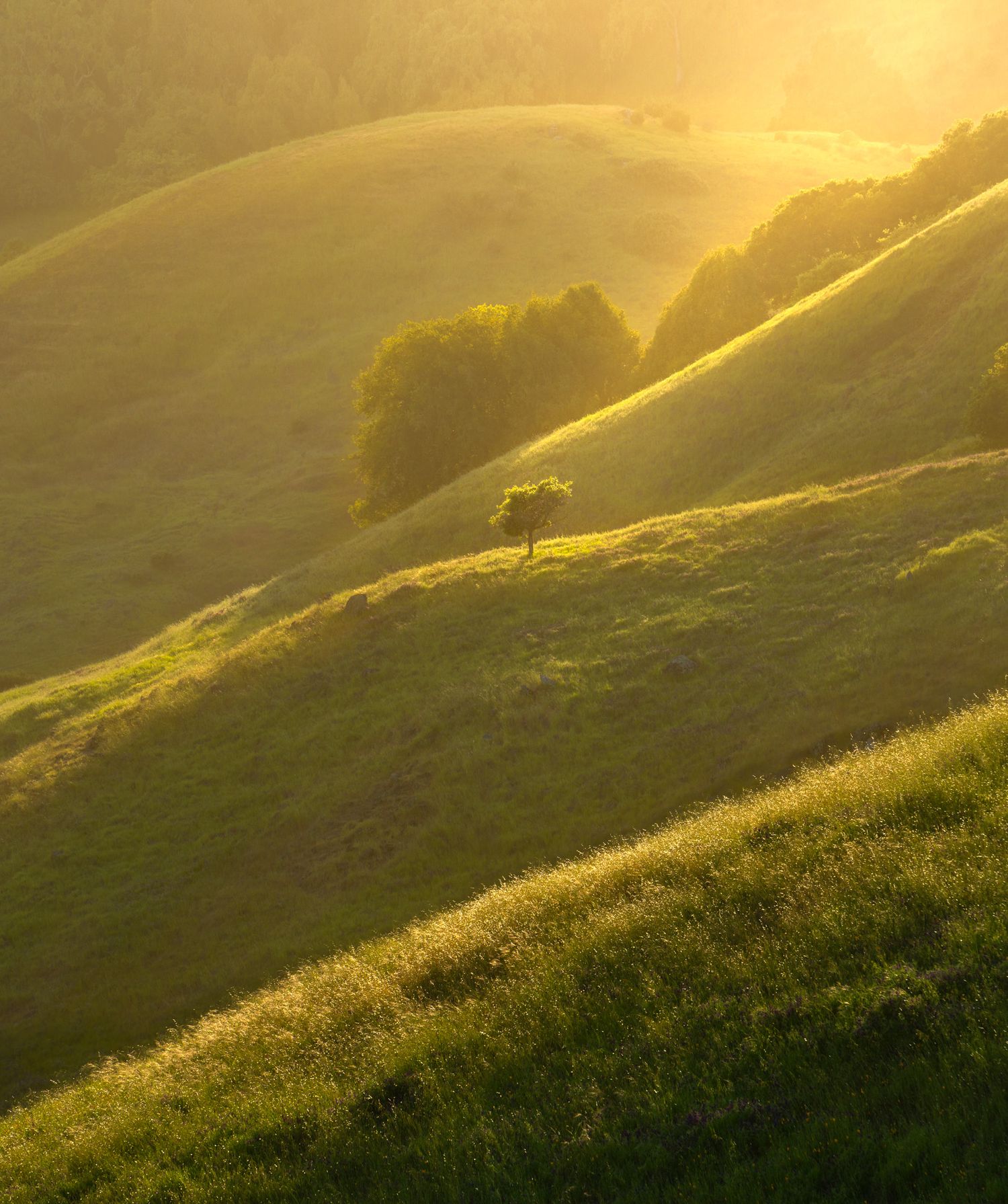 Rolling green hills bathed in golden sunlight with dramatic shadows and mist during a magical sunset.