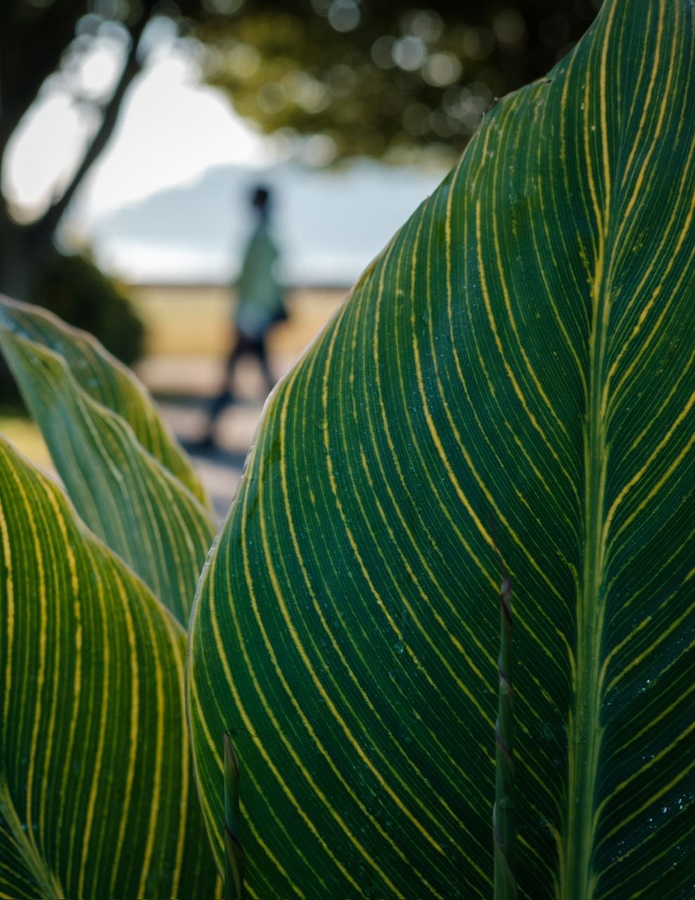 Close-up of large tropical leaf, nature detail photography, North Vancouver photographer