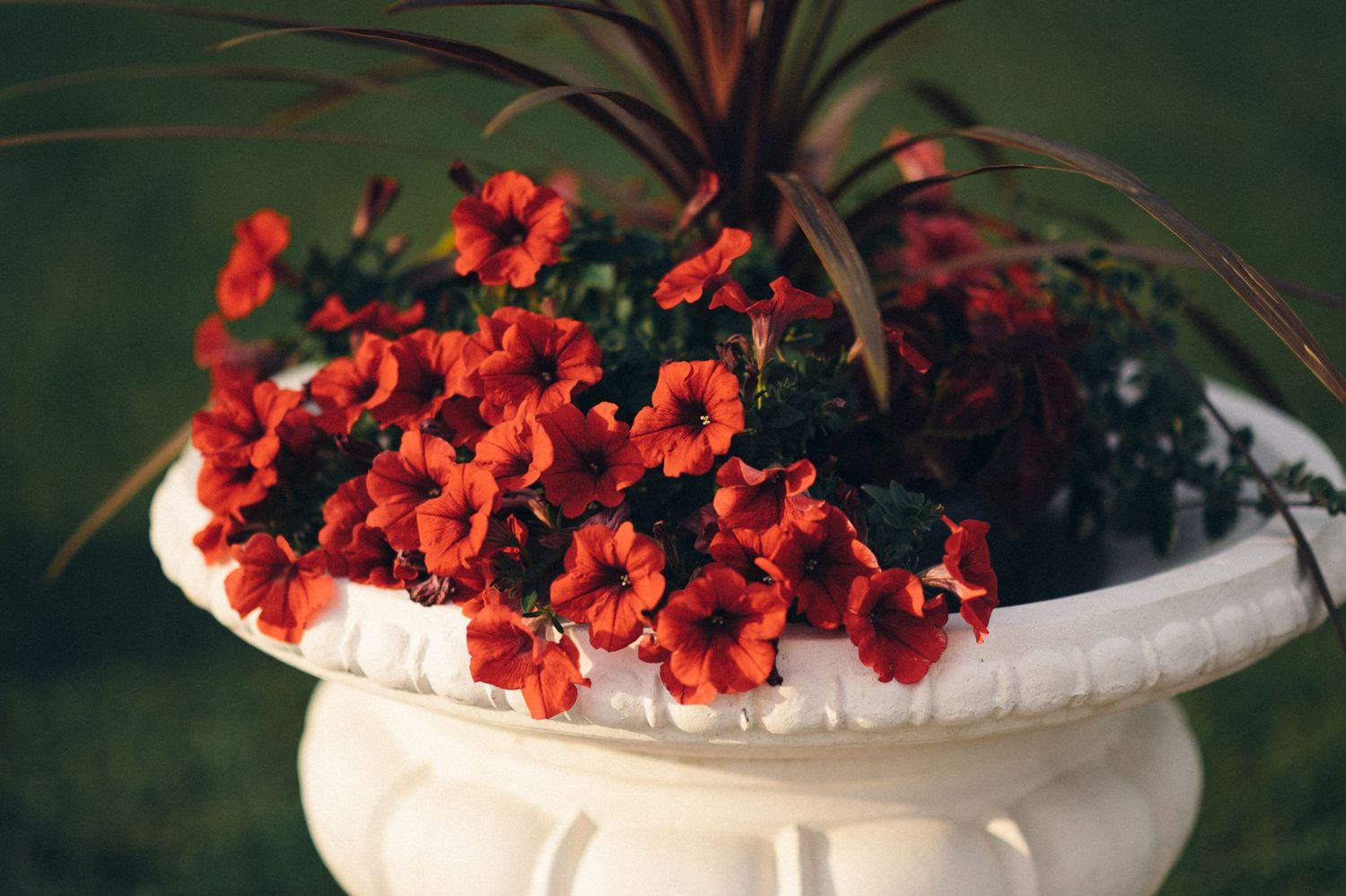 Red petunias bloom vibrantly in a white decorative garden planter.