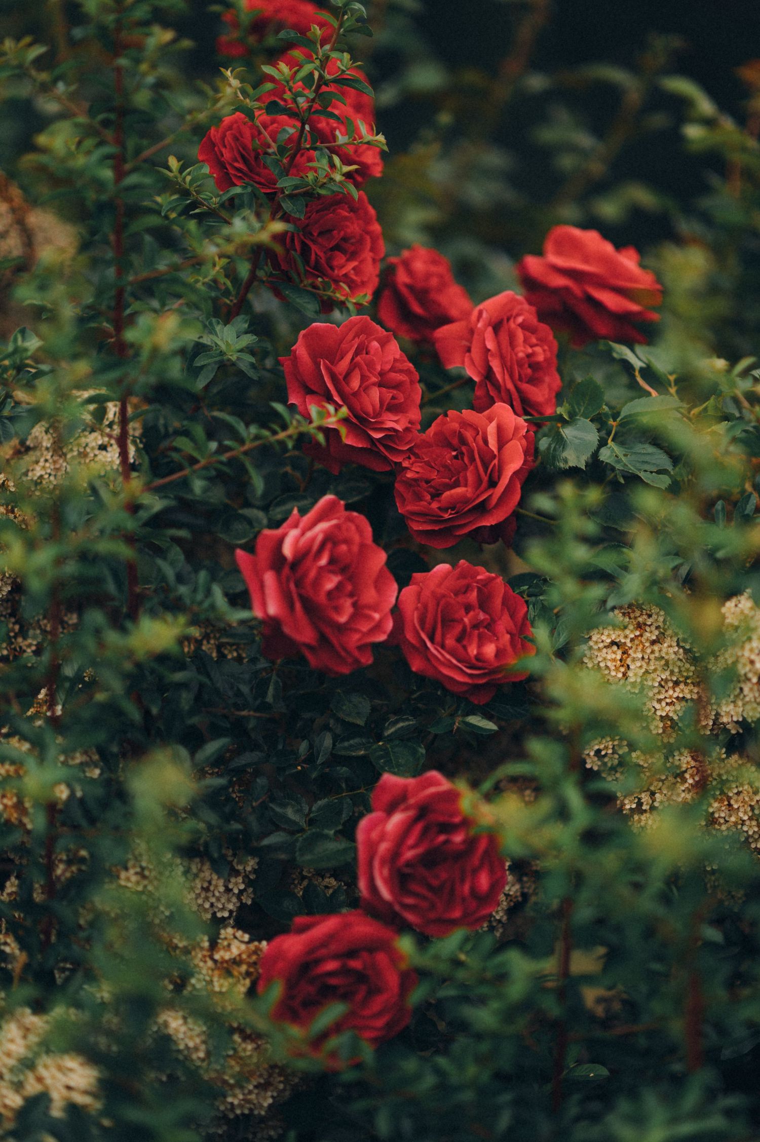 Vibrant red roses in full bloom growing on bush with dark green foliage.