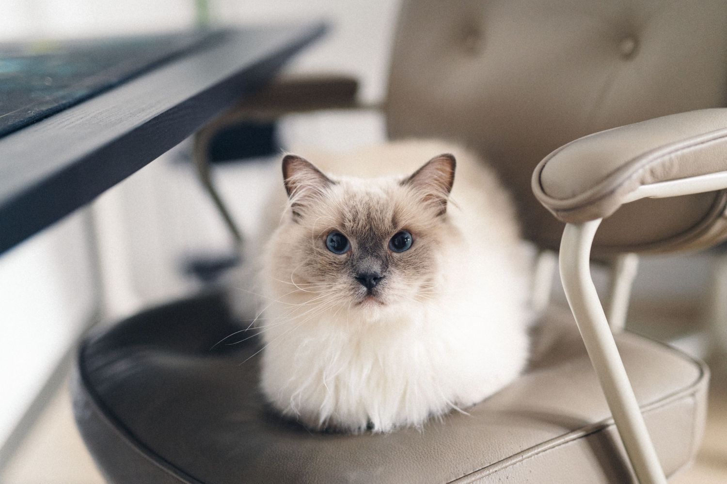 Fluffy ragdoll cat with blue eyes sitting on a beige chair.
