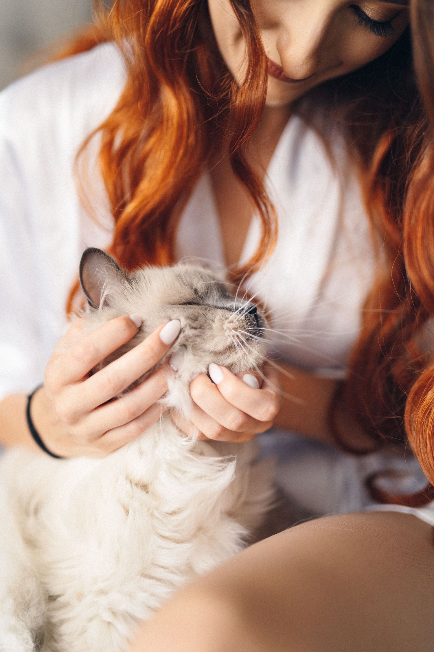 Close-up shot of hands petting a relaxed white ragdoll cat while wearing a white robe.