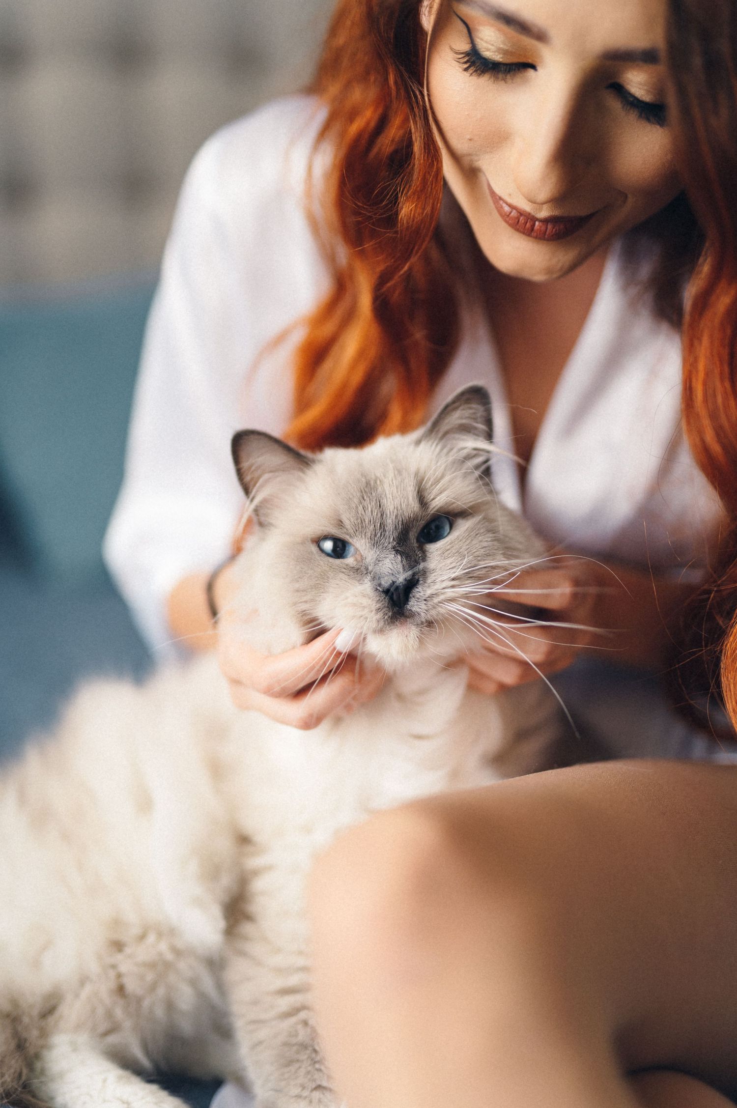 Close-up of a Ragdoll cat being petted while lounging on furniture.