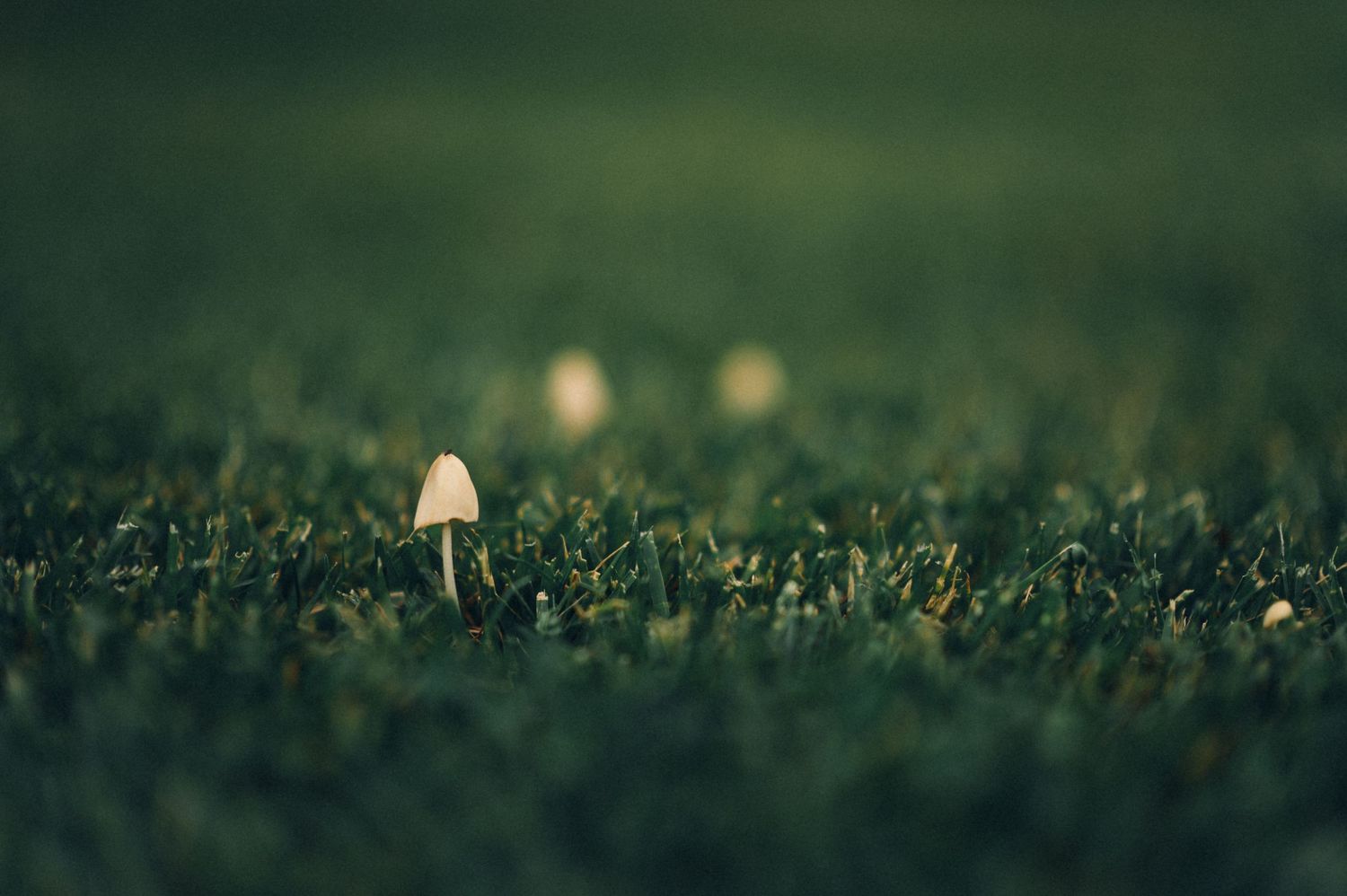 Small white mushroom growing in dark grass with soft bokeh effect.