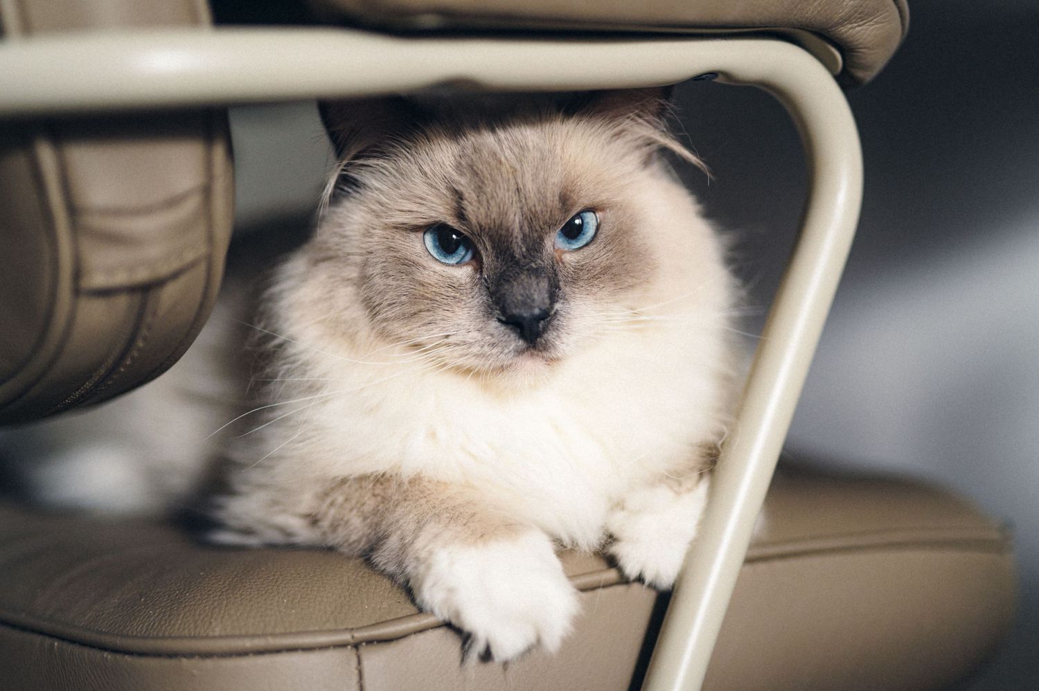 A regal Ragdoll cat with striking blue eyes lounges on a beige leather chair.