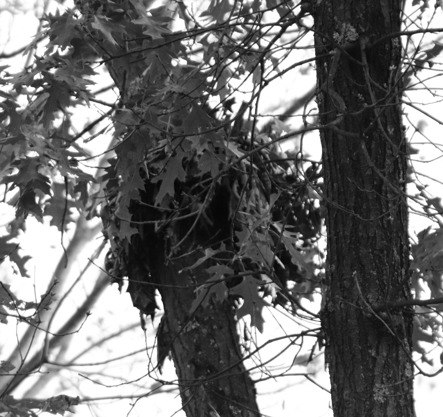 A grayscale close-up image of a tree branch showing leaves and natural textures in black and white.
