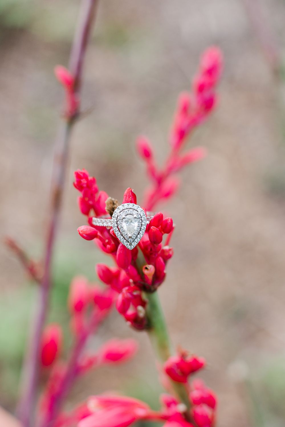 Pear shaped diamond engagement ring displayed on red flower petals.