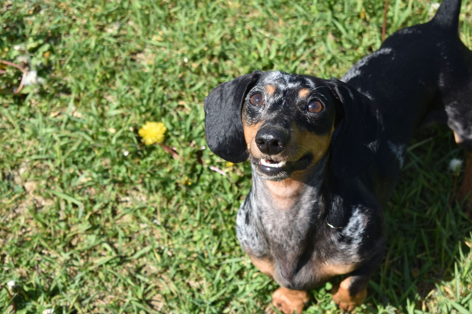 Dachshund playing on grass with joyful expression in sunlight.