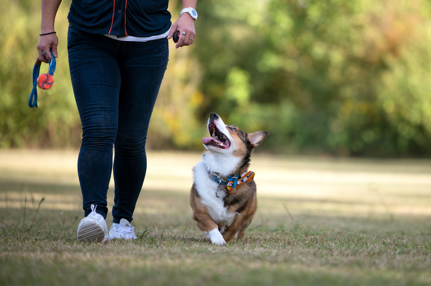 corgi looking up at owner while walking