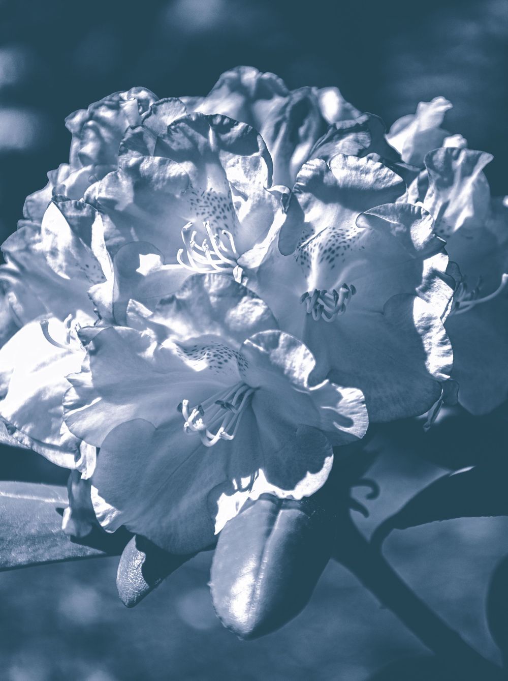 A monochrome picture of a flower