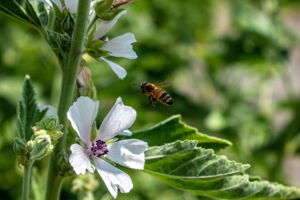 A bee hovering near a flower